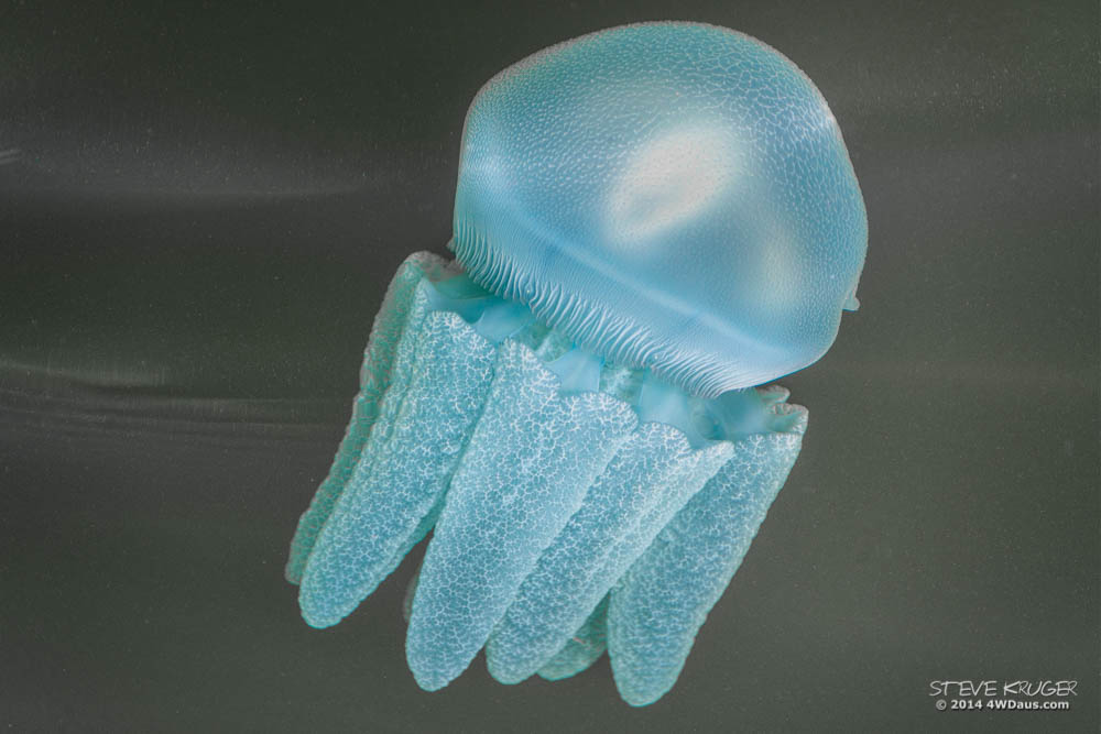 Blue Blubber Jellyfish