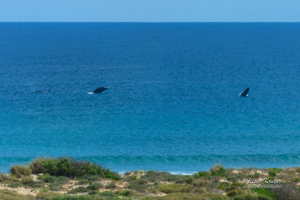Exmouth Whales