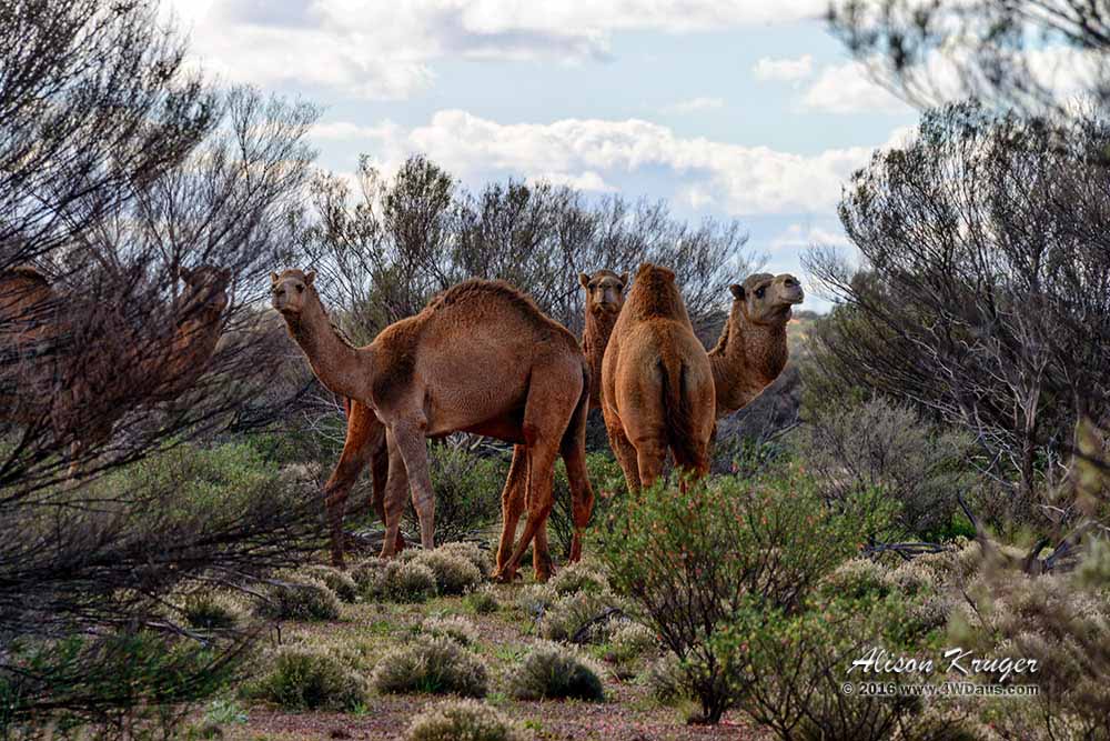 Camels-at-Anne-Beadell-Hwy
