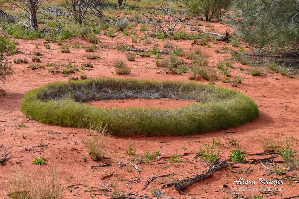 Spinifex-Ring
