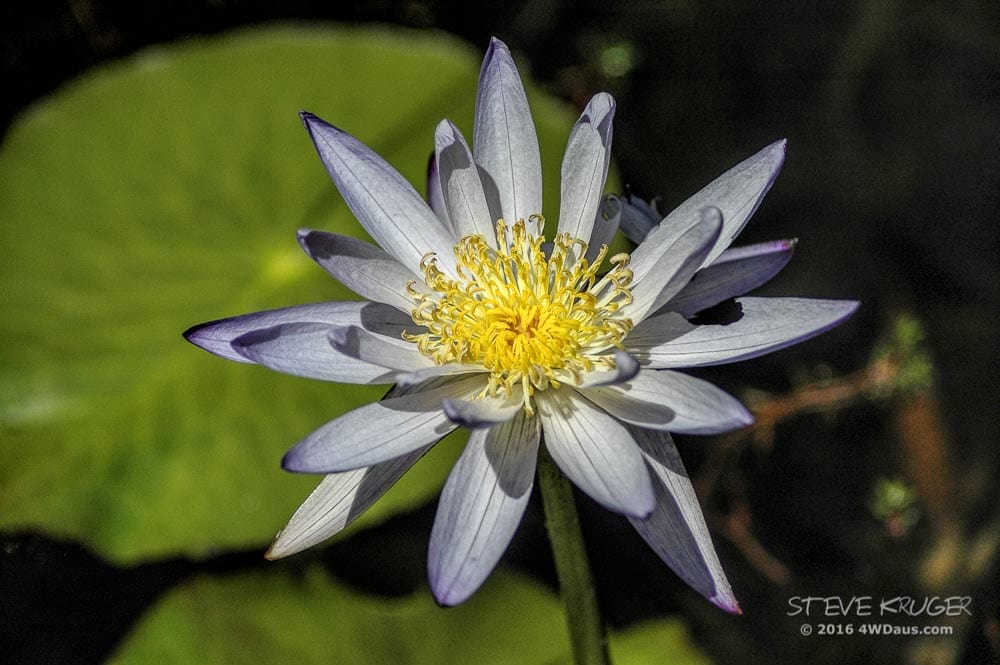 Butterfly-Springs-Water-Lily-Steve 01