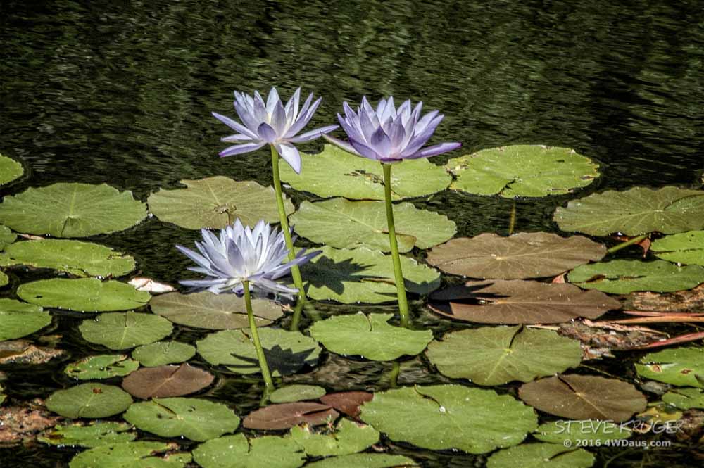 Butterfly-Springs-Water-Lily-Steve 01a