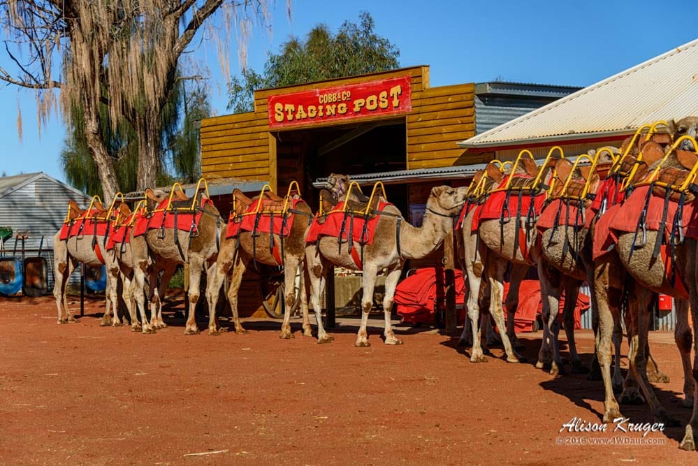 Camels at the Staging Post