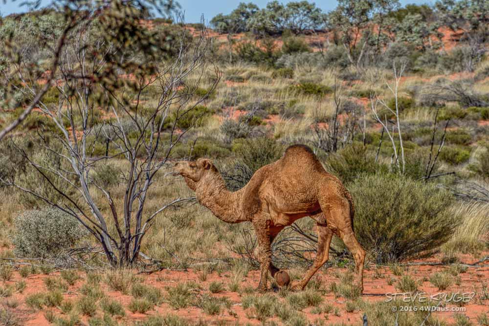 Camels_on_the_Connie_Sue-1