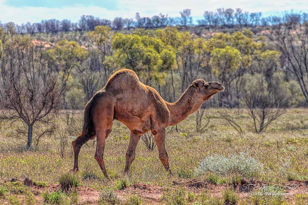 Camels_on_the_Connie_Sue-2