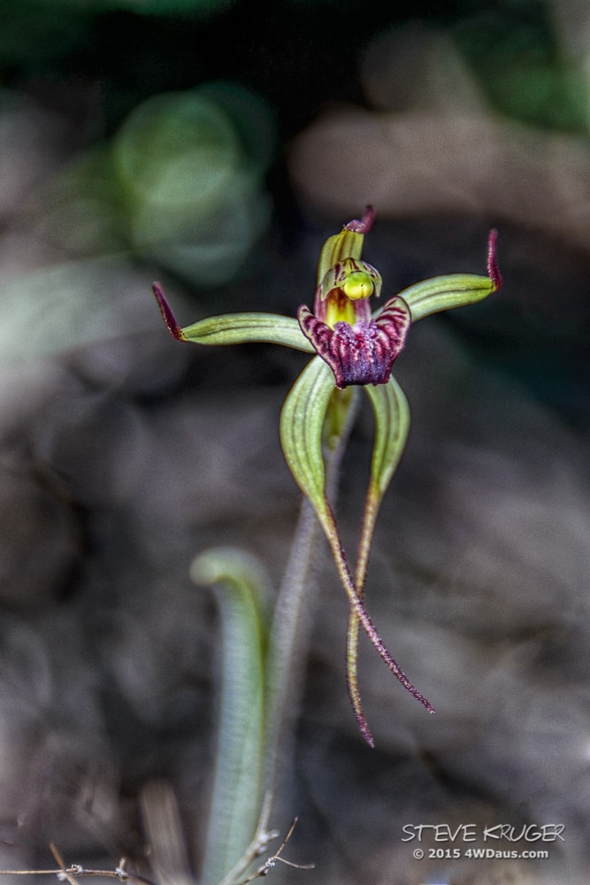 Eneabba_Spider_Orchid-1