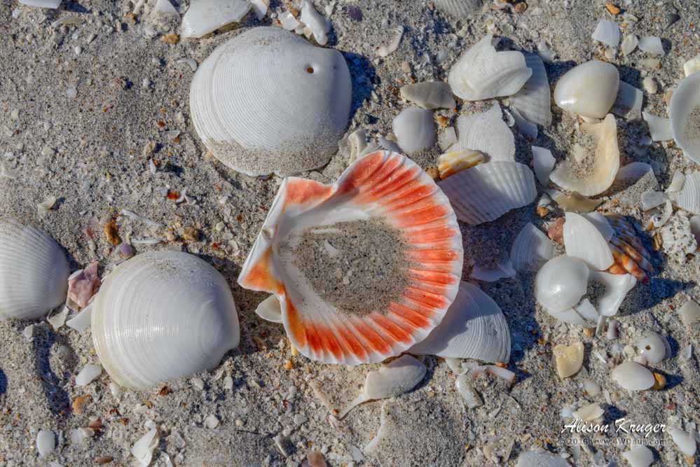 80 Mile Beach Shells