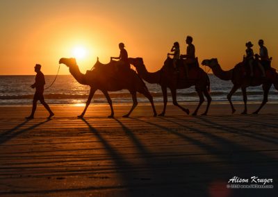 Camel Train Cable Beach Sunset Golden Glow