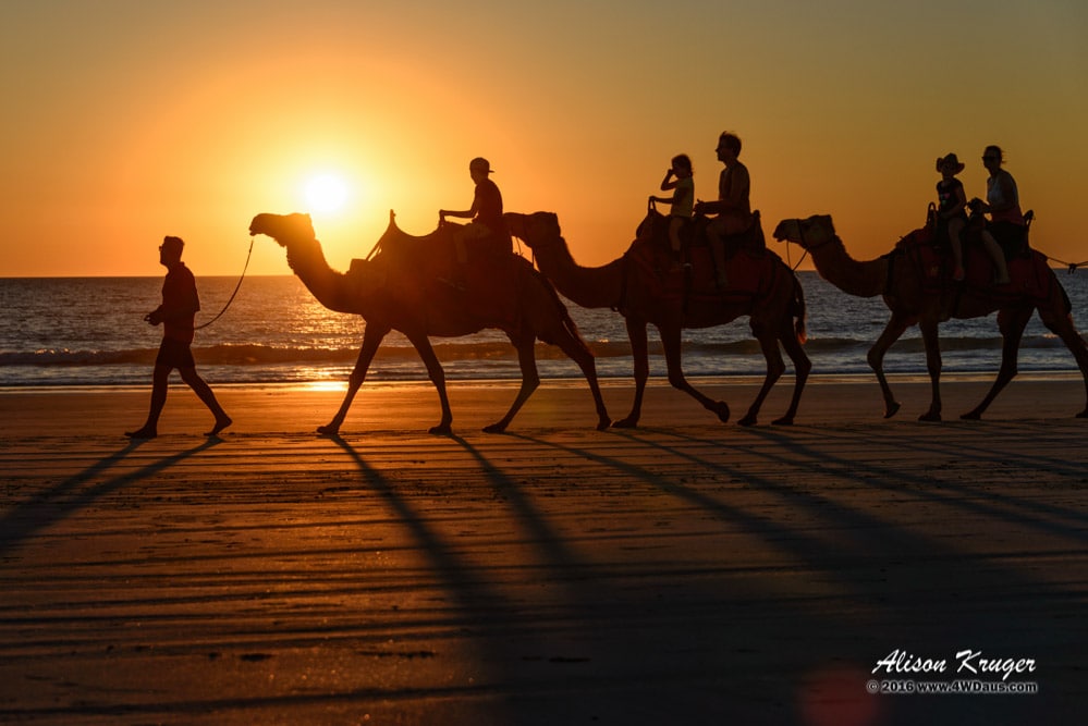 Camel Train Cable Beach Sunset Golden Glow