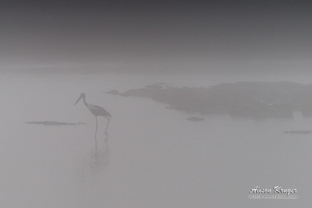 Jabiru in the Fog on Keep Inlet NT