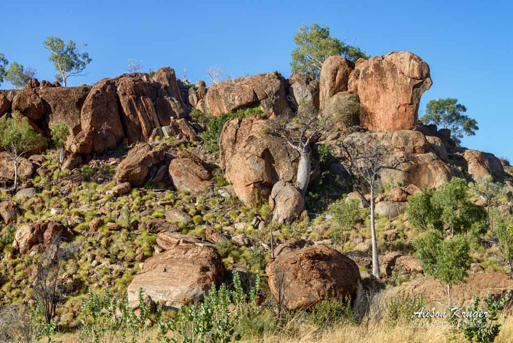 Spinifex Boulders and Boabs