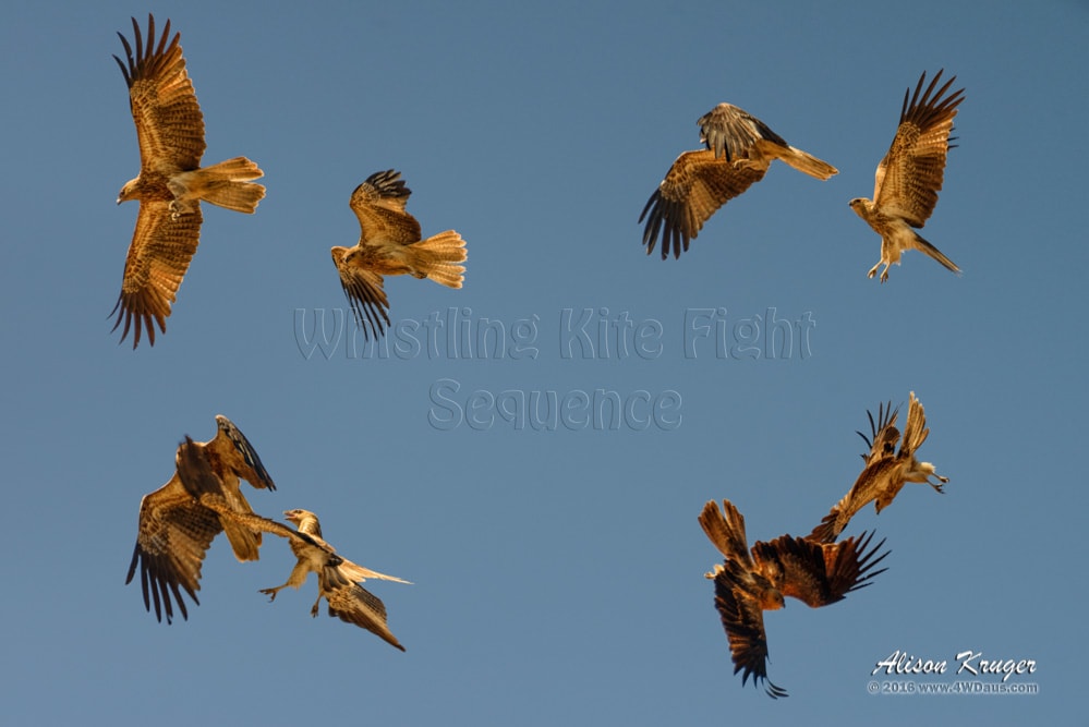 Whistling Kite Fight Sequence