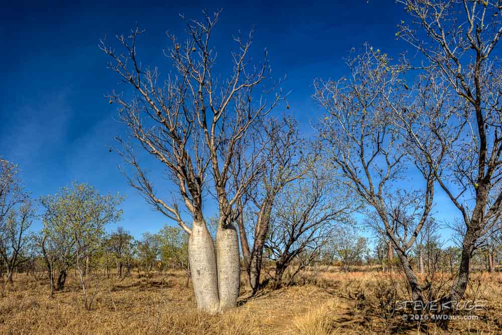 boab trees in Gregory National Park