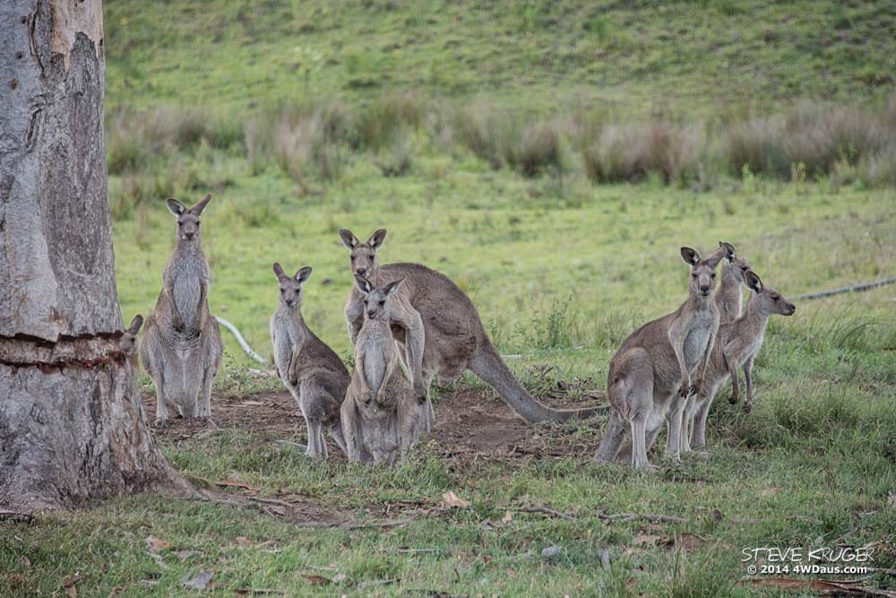Daisy Plains Kangaroos