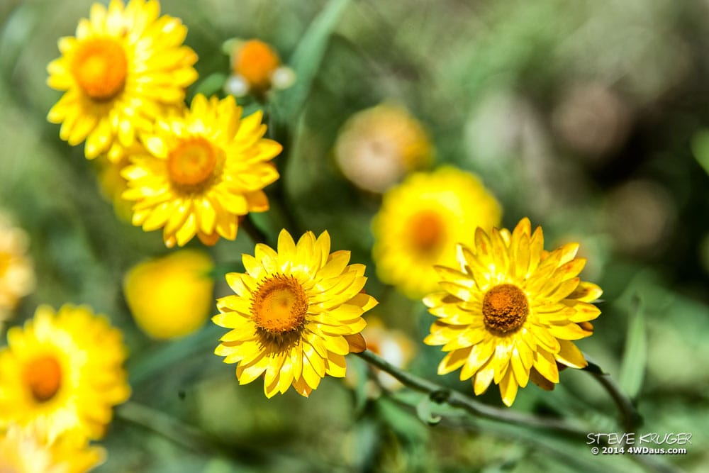 Daisy Plains Wildflowers