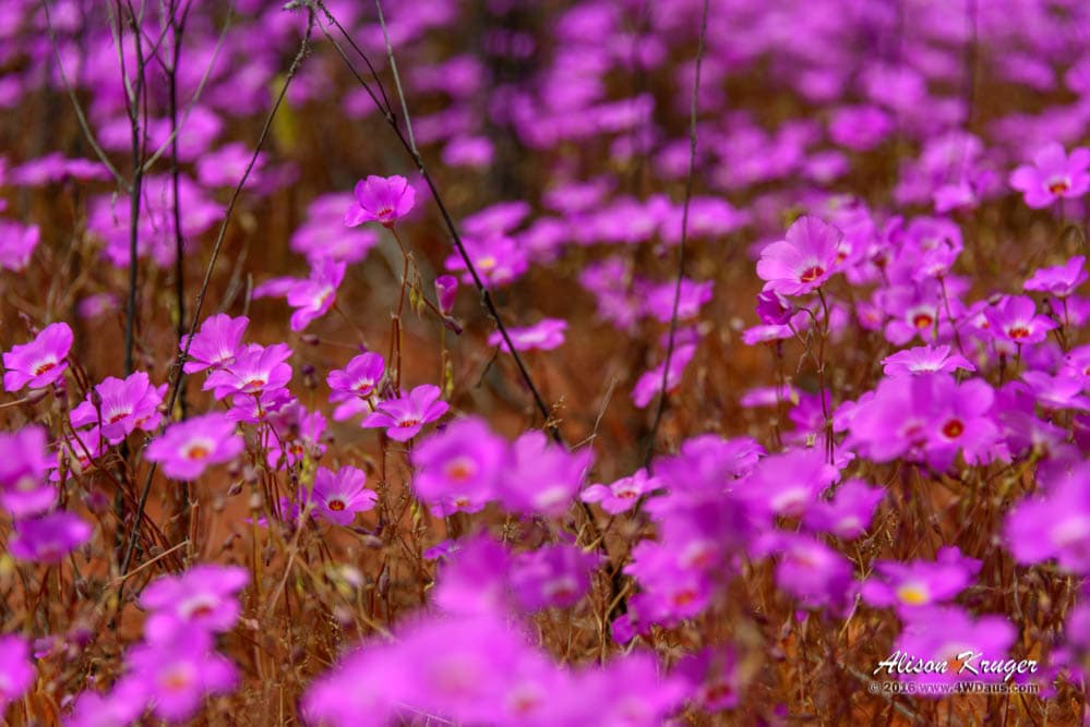 Purple Fields of Wildflowers Near Murchison