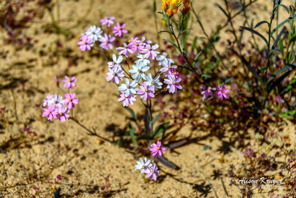 Pink White Bunches of Wildflowers