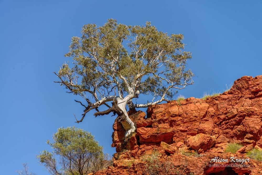 Snappy Gum Old in the Red Cliffs