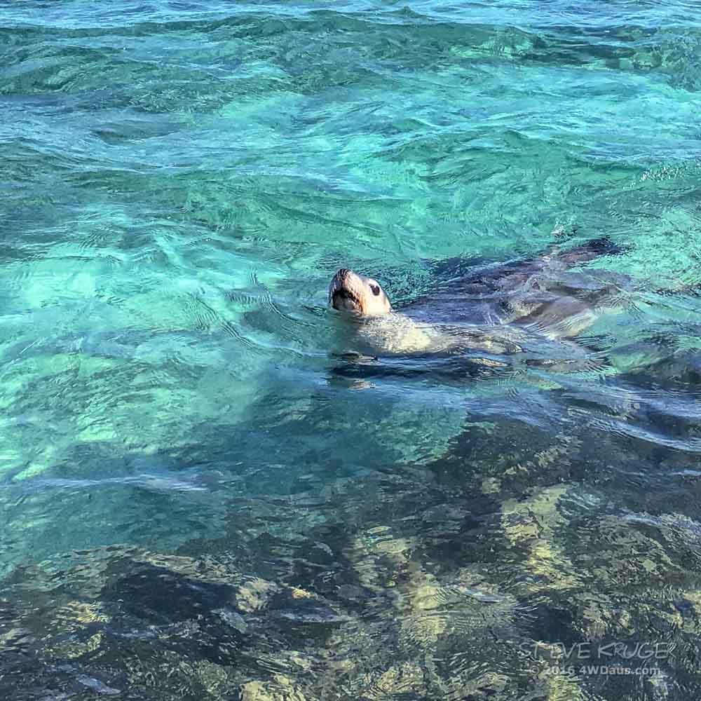 Cervantes Island Seal Trip